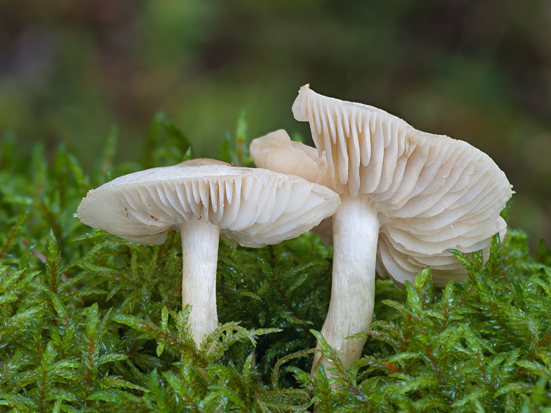 Tricholoma inamoenum